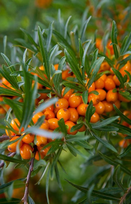 Close-up of delicious and healthy ripe sea-buckthorn berries