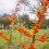 Branch of orange sea buckthorn berries in autumn park. Seasonal berry harvest in countryside.